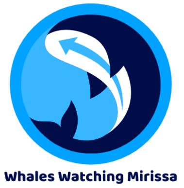 Whales Watching Mirissa