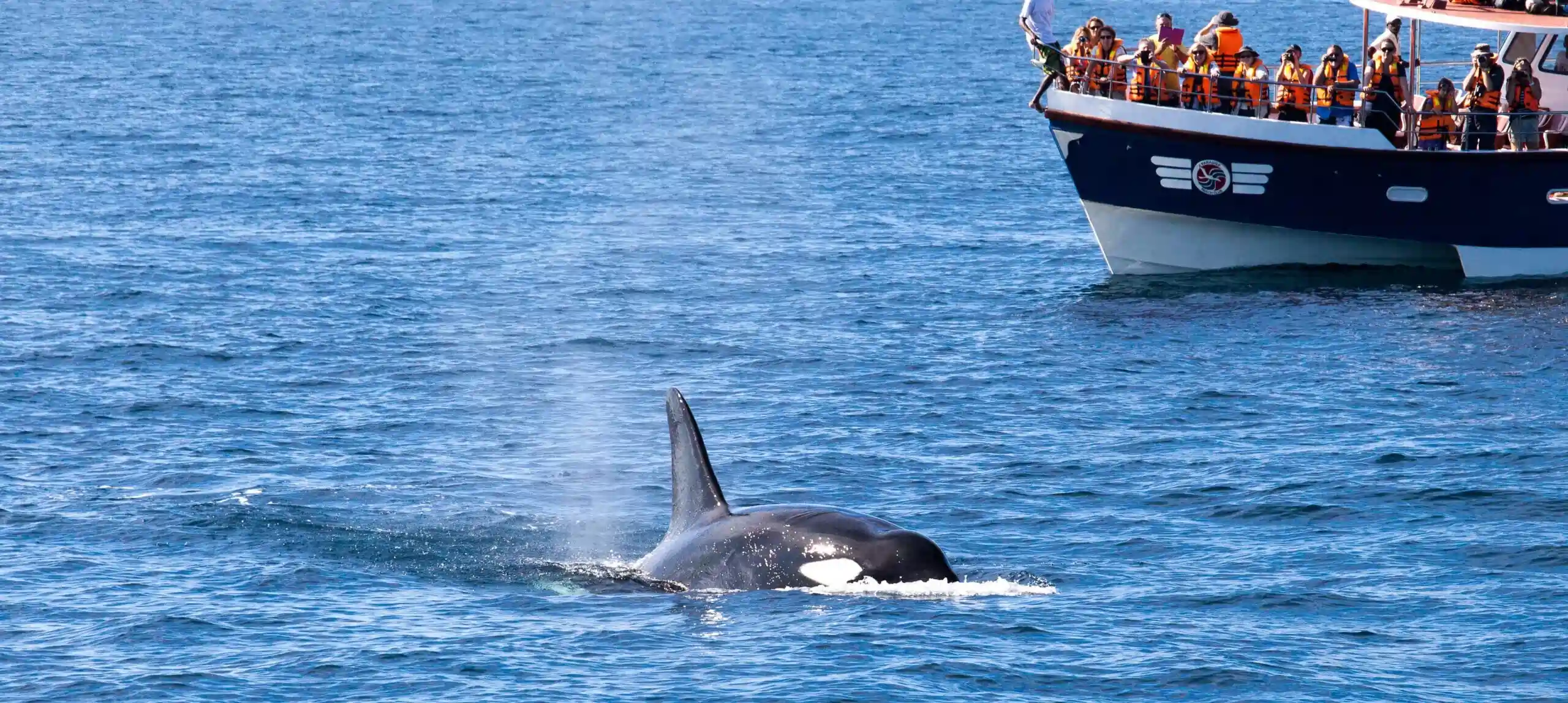 whale watching mirissa