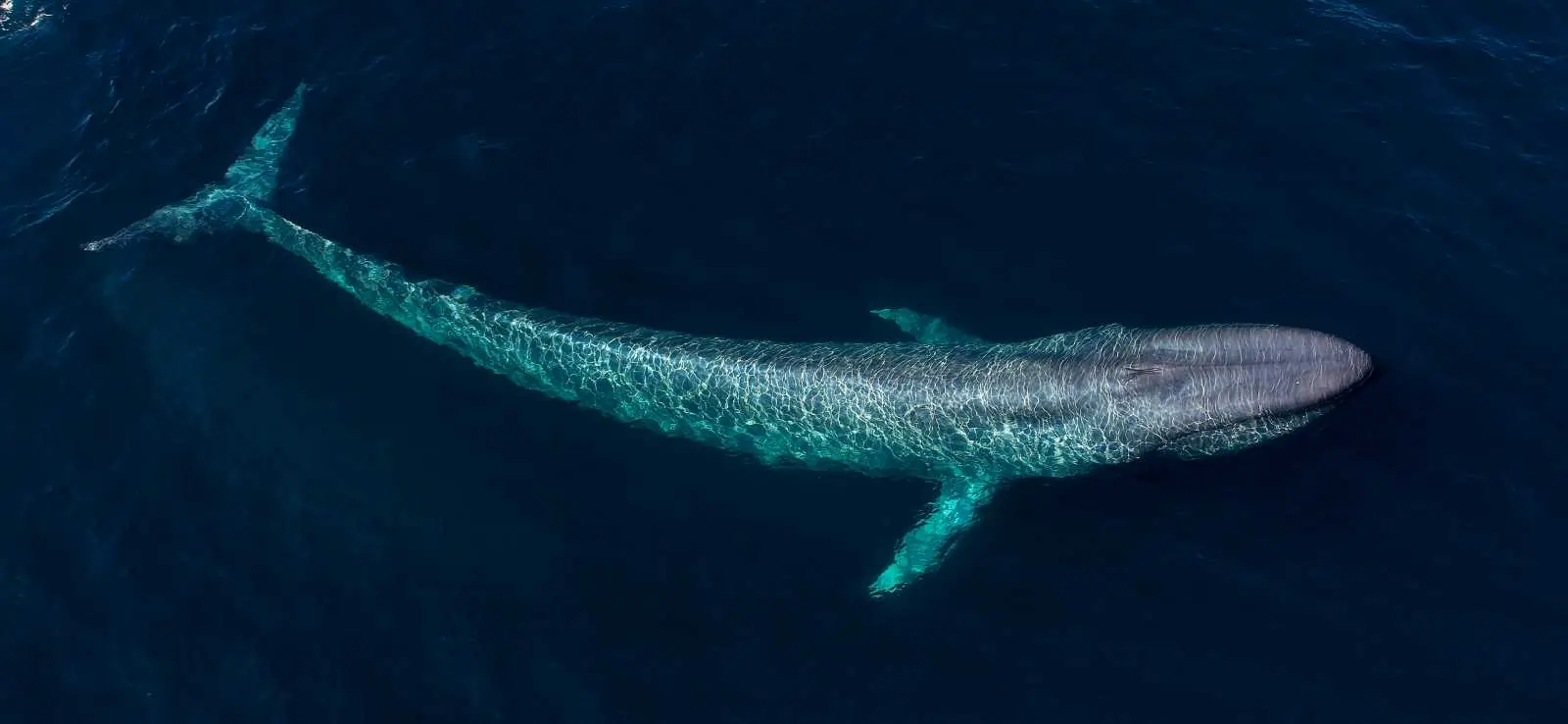 blue whale